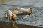 (30.06) Nailsworth, piękne motylowate, murek przed domem